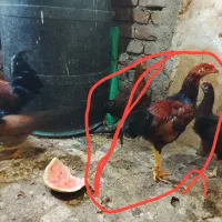 جوجه|حیوانات مزرعه|زاهدان, |دیوار