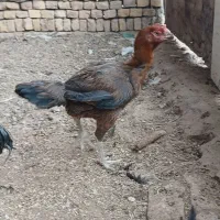 مرغ وخروس لاری