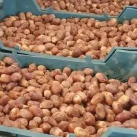 خرمای قصب زاهدی