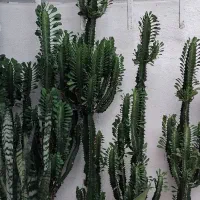 گل فروشی یوگا وافوربیا