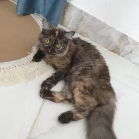 گربه نر.جهت جفت گیری