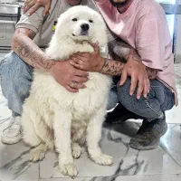 گمشده سگ ساموئید مژدگانی