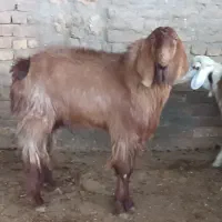 بز‌‌‌   نرداشتی