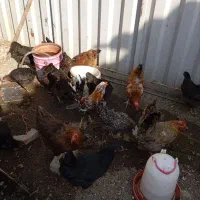مرغ رسمی و نژاددار
