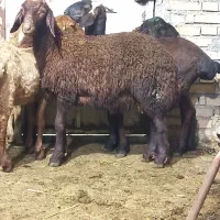 بره افشاری و چینی و دورگ افشاری چینی نر و ماده