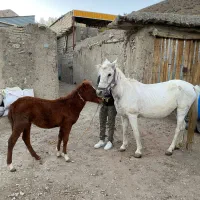 فروش اسب ۸ ساله با کره مادیان و آبستن ۴ ماهه قاطر