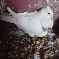 کبوتر طوقی|پرنده|سرپل ذهاب, |دیوار