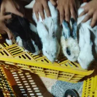 سلام خرگوش ۳عددخرگوش نر و۳عدد خرگوش ماده