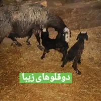 ارسال ب خراسان گوسفند seroie شال میش معروف بره