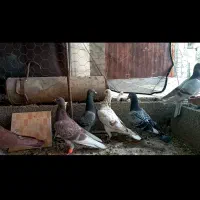 کبوتر پلاکی شب بازی|پرنده|شیراز, محمدیه|دیوار