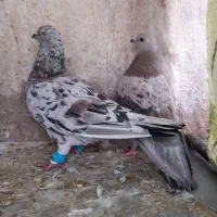 جفت سار کرمانی کاکلی ، جفت سار آلمانی با جوجه|پرنده|بیرجند, |دیوار