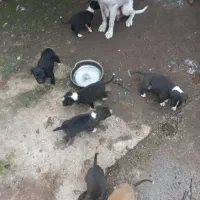 سگ داگو ارژانتین