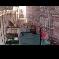 طوطی و۲عددفنچ