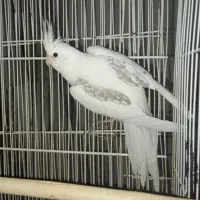 عروس هلندی آلبینو دوکت پروانه ای ماده بدون غلط