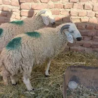 بره نر زرند
