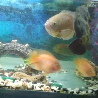 ماهی آکواریومی اسکار