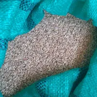 گندم