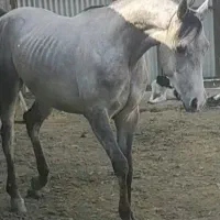 فروش اسب نریان عرب|اسب و تجهیزات اسب‌سواری|چادگان, |دیوار