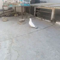 با سلام خدمت دوستان