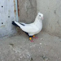 دمبی|پرنده|شوشتر, |دیوار