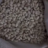 ۳۰۰کیلو لوبیا سفید فروشی
