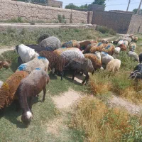 گوسفند زنده بره .بزغاله .میش.همراه باقصاب