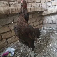 مرغ لاری اصیل