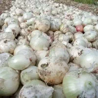 گروه پیازکن 8نفری قیمت مناسب