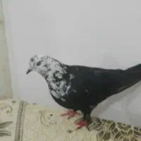 طوقی|پرنده|شاندیز, |دیوار