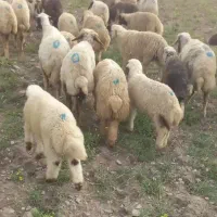 گوسفندبابره. داشتی