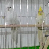 عروس هلندی بالوازم
