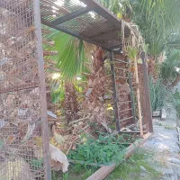 اتاق مزدا ۱۶۰۰|قطعات یدکی و لوازم جانبی|نوکنده, |دیوار