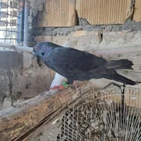 لوت و گرگی سبز|پرنده|بندر ماهشهر, |دیوار