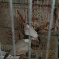 فنچ گلو بریده