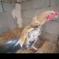 خروس لاری