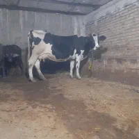 گاو گوشوتی|حیوانات مزرعه|مهربان, |دیوار