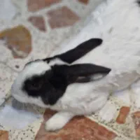 واگذاری خرگوش|موش و خرگوش|اندیمشک, |دیوار