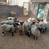 فروش میش رومانوف|حیوانات مزرعه|شیراز, شهرک بهشتی|دیوار