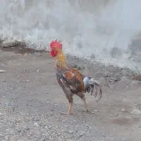 خروس دو رگ