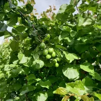 فروش اقساطی باغچه ۳۰۰ متری سند تک برگ فرارت|فروش زمین و ملک کلنگی|شهریار, حصار ساتی|دیوار