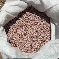 لوبیا چیتی درجه یک بذری|خوردنی و آشامیدنی|سراب, |دیوار