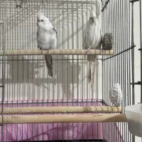 عروس هلندی آلبینو و دوکت