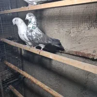 کبوتر پرشی|پرنده|مبارکه, |دیوار