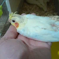 جوجه عروس سرلاکی لوتینو|پرنده|مشهد, ایثارگران|دیوار