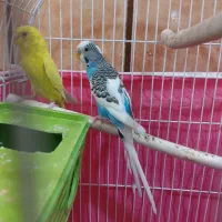 یک جفت مرغ عشق