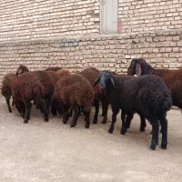 بره