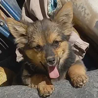 سگ چاو چاو|سگ|نجف‌آباد, ویلاشهر|دیوار