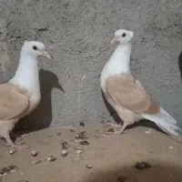 کلاغ زرد