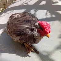 خروس گلین اصل