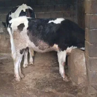 گوساله ماده سیمینتال|حیوانات مزرعه|بیلوار, |دیوار